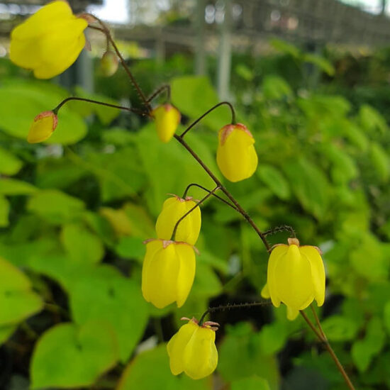 Epimedium Sunny and Share